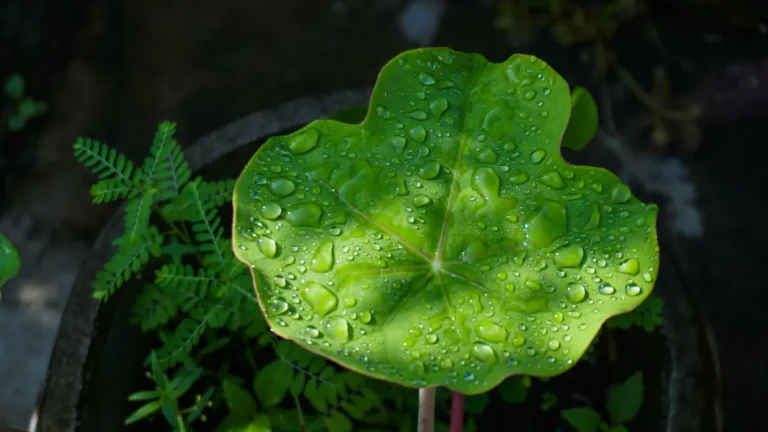 lecieć tajlandii pora deszczowa