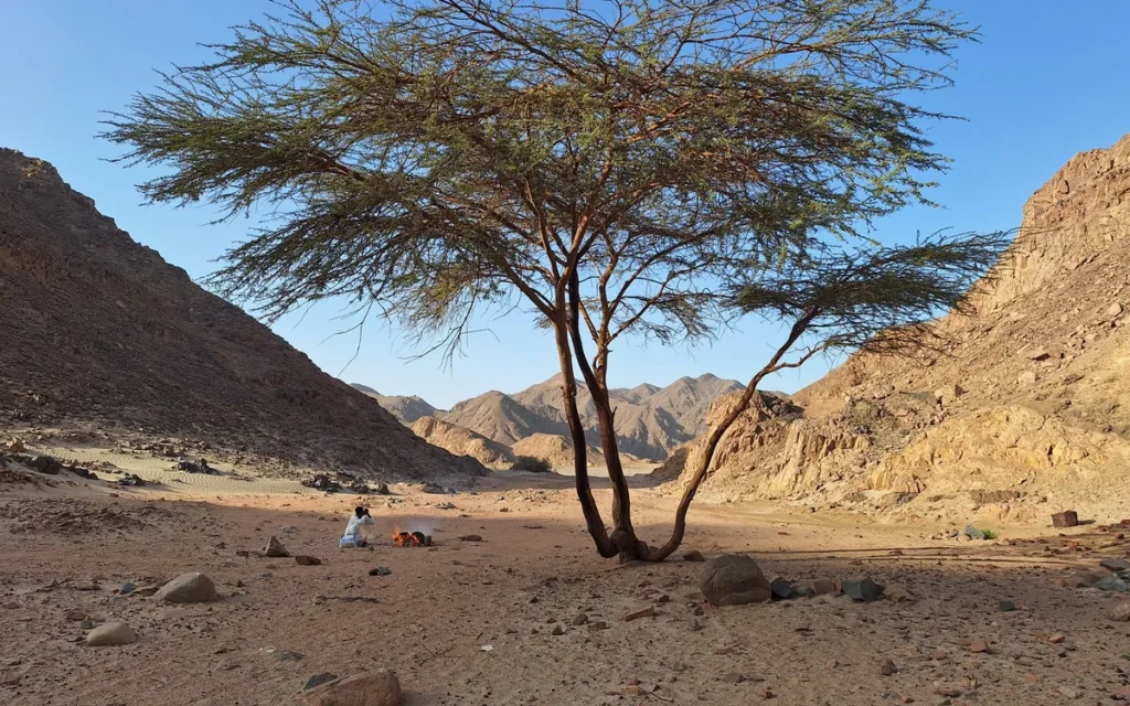 Hurghada, Marsa Alam i Szarm el-Szejk - jakie są różnice pogodowe?