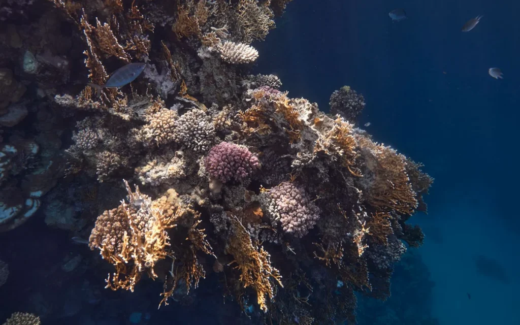 Rafa Marsa Alam - kiedy pomost i snorkeling mogą być zamknięte?