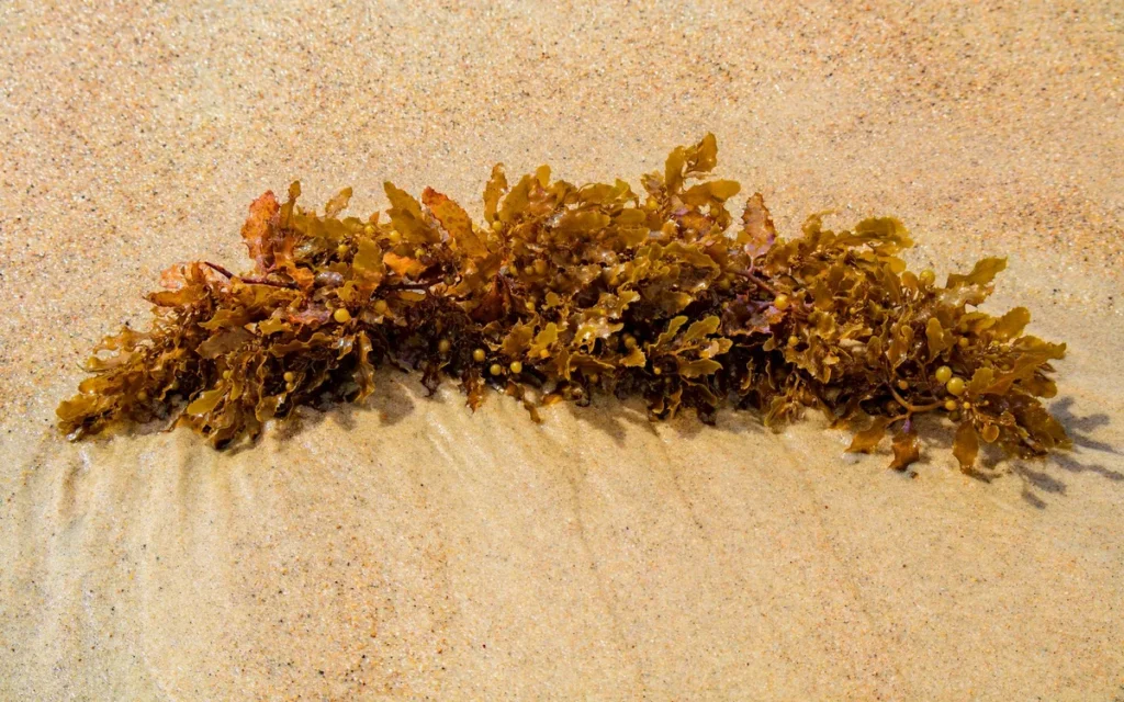 Huragany, sargassum i odczuwalny upał